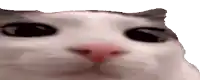 a close up of a cat 's face with big black eyes and a red nose .