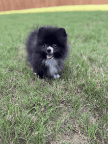Cute Pomeranian GIF