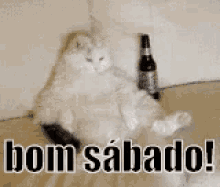Bom Sábado / Fim De Semana / GIF - Happy Saturday Weekend Cat GIFs