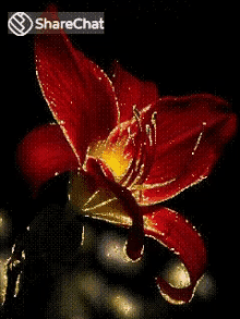 लाल फूल GIF - लाल फूल चमक GIFs