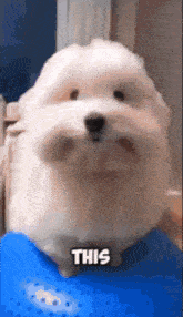 a small white dog is sitting on a blue cushion with the word this above it