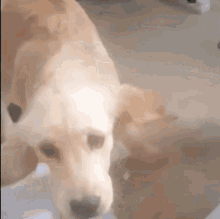Dog Shake GIF - Dog Shake Wonderpup GIFs