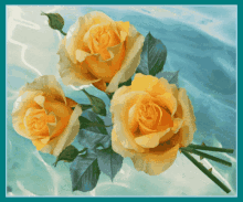 Trandafiri GIF