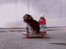 Cat Skateboard Skateboard GIF - Cat Skateboard Skateboard Cat GIFs