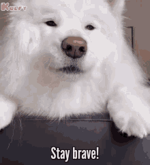 stay brave dog pet gif animals