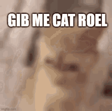 Cat Gibmecatrole GIF - Cat Gibmecatrole GIFs