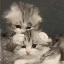 two fluffy kittens are playing with each other and looking at the camera
