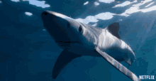 Shark Swimming GIF