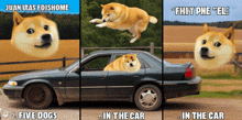 Own The Doge GIF