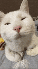 Cats GIF - Cats Cat GIFs