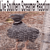 Southern Screamer Reaction Screamer Bird GIF - Southern Screamer Reaction Southern Screamer Screamer Bird GIFs
