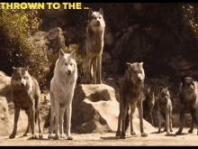 Thrown To The Wolves Wolves GIF - Thrown To The Wolves Wolves Metaphor GIFs