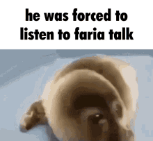faria he was forced to he was forced to eat cement seal sad