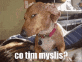 Co Tim Myslis Pes GIF - Co Tim Myslis Pes Dog GIFs