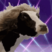 Disco Cow GIF - Disco Cow Cow Dance GIFs