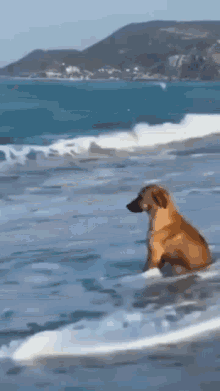 Beach Dog GIF - Beach Dog Thinking GIFs