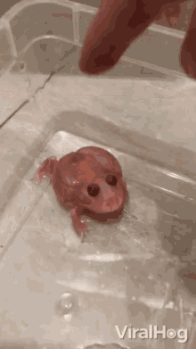 Angry Frog Baby Frog GIF
