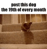 Monthly Dog GIF - Monthly Dog Essica GIFs