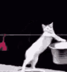 Hahahaha Cat GIF - Hahahaha Cat Laundry GIFs