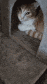 a cat is laying in a cat house on a cat tree .
