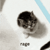 Rage Ragecat GIF - Rage Ragecat Cat GIFs