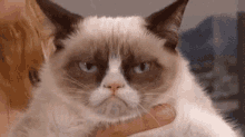 So Upset GIF - Grumpy Cat GIFs