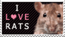 rats rodents stamp love cute