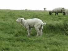 She'S Allergic To Wool GIF