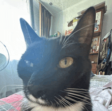 a black and white cat looking at the camera