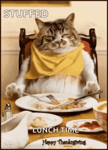 Lunch Time GIF - Lunch Time Kitten GIFs
