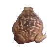 a close up of a frog 's brain on a white background .