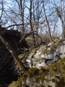 Hiding Searching GIF - Hiding Searching Woods GIFs