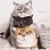 three cats are stacked on top of each other with the names tom kras igorechek and realize