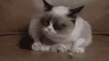 a grumpy cat is playing with a toy on a brown couch .