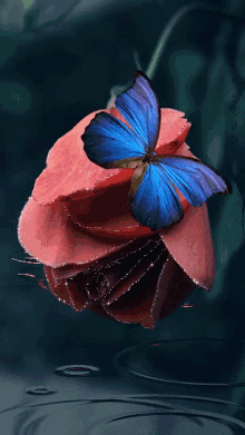 Flower Butterfly GIF - Flower Butterfly Raining GIFs