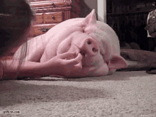 Porky Pig GIF - Porky Pig Lazy GIFs