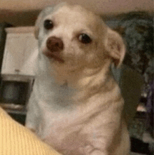 a small white dog is sitting on top of a yellow pillow .