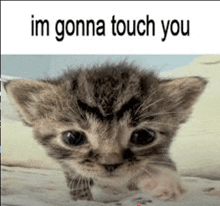 a kitten is sitting on a bed and looking at the camera with the words `` im gonna touch you '' written above it .