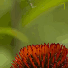 Bee Flying GIF - Bee Flying Landing GIFs