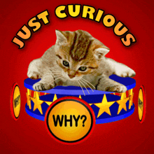 Just Curious Curiosity GIF