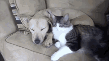 Sleepy Buddies GIF - Cat Dog Animals GIFs