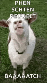 a white goat is standing in the grass with its mouth open and a caption .