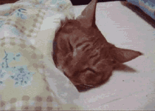 赖床，睡觉，不起床，猫咪 GIF - Cat Sleep In Over Sleep GIFs