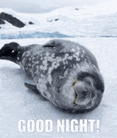 Seal Good GIF - Seal Good Night GIFs