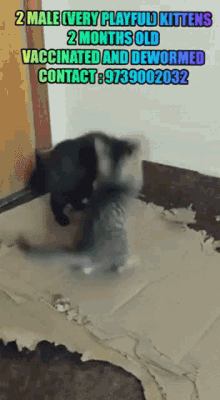 Kittens Two Male Very Playful Kittens GIF