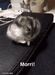 Hamster Sweet GIF - Hamster Sweet Sleep GIFs