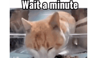 a cat is eating food in a plastic container with the words wait a minute written on it .