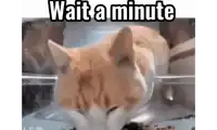 a cat is eating food in a plastic container with the words wait a minute written on it .