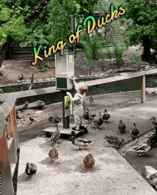 King Of GIF - King Of Ducks GIFs