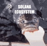 Sol Tmb Solana Trust Me Bro GIF - Sol Tmb Solana Trust Me Bro Cyber Frogs Trust Me Bro GIFs